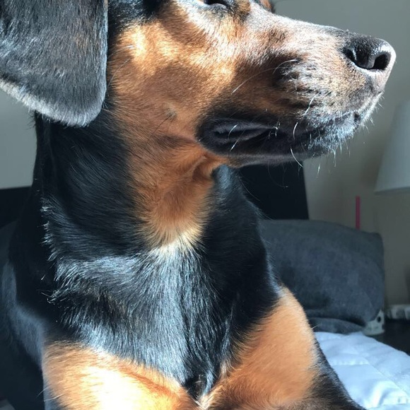 Meet your Posher, Rachel - Picture 4 of 6